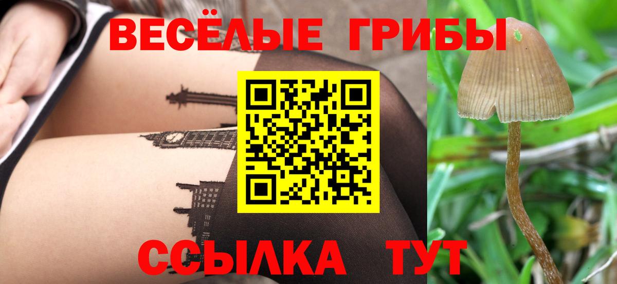 Галлюциногенные грибы Psilocybe Каспийск